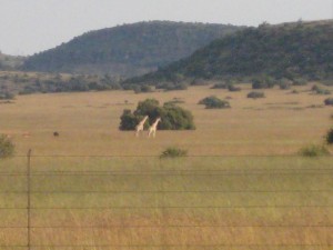 img_1285 img_1285